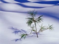 Tapeta Nature trees with snow 017.jpg